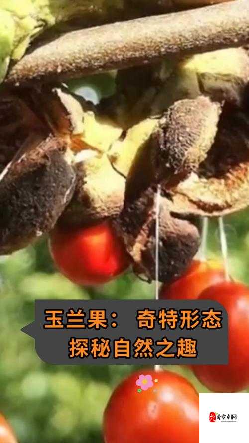 探秘果林深处，寻找那颗与众不同的苹果