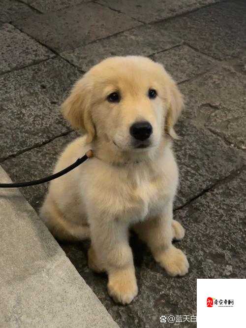 探索自然之谜，什么最像小狗的右耳朵？