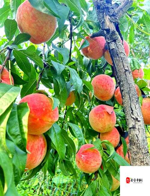 x7x7x7x7 水蜜桃免费：让你尽情享受甜蜜的水蜜桃盛宴