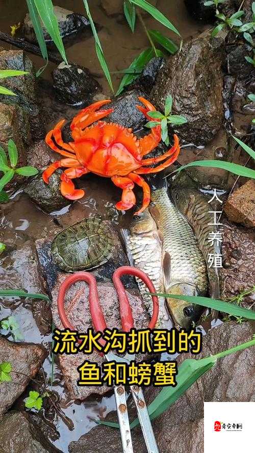 大闸蟹与鱼的价格之谜，揭秘鱼的真正价值