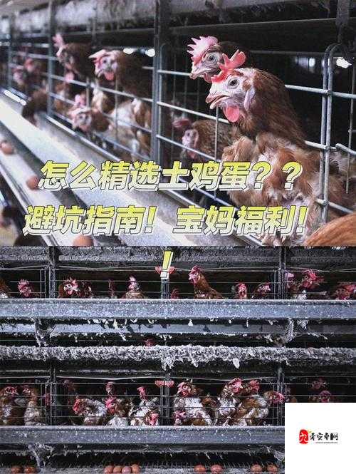 小东母鸡下的蛋，归属权大揭秘！