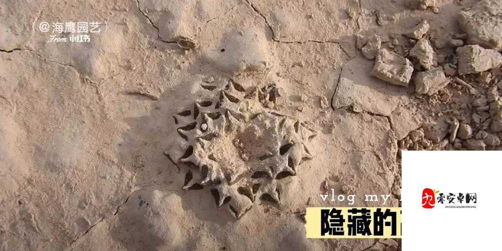 隐藏的家伙第六关海滩，解锁隐藏高手的秘籍