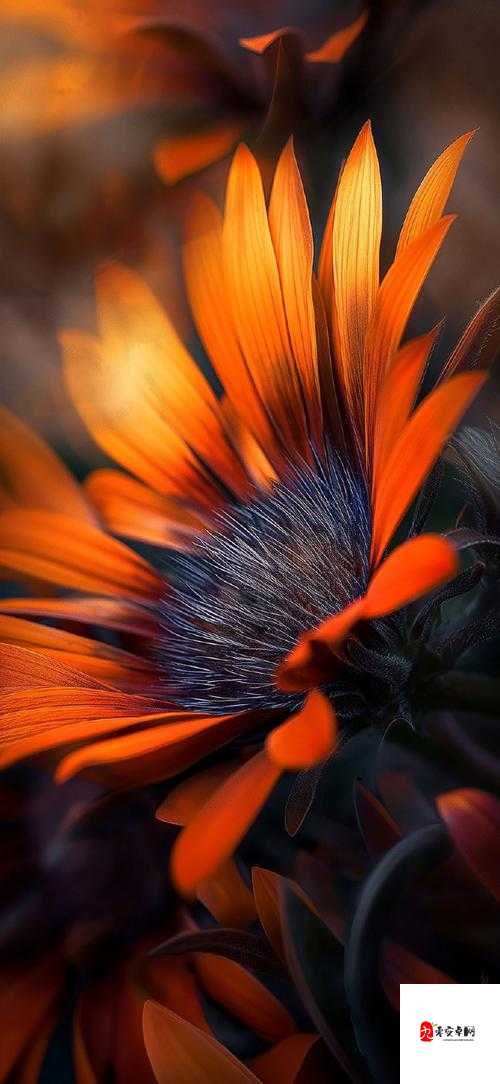 wallpaperengine 手机版：个性化你的手机桌面