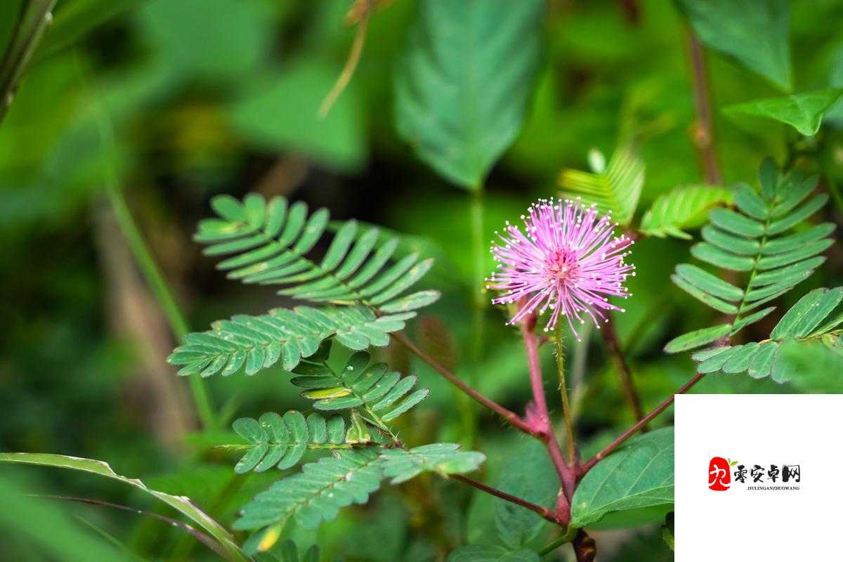 含羞草M码和欧洲码的区别是什么：与对比