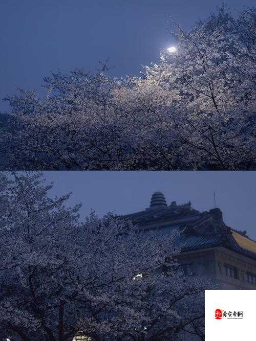 绝版：兰姨静谧无声怕吵醒风的静谧时刻