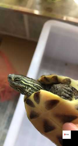 龟的头上有一层白色的膜怎么办：是生病了吗？