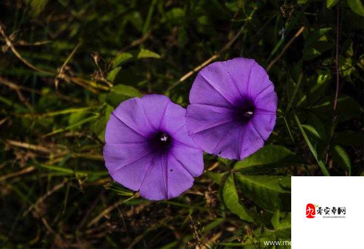 野花社区 www 中文新搜索：探索未知的世界