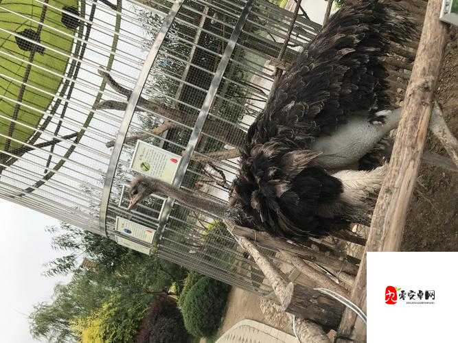 人与兽之间特殊且充满争议的爱爱故事