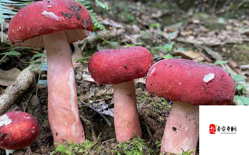 蘑菇视频红色 logo：带来精彩无限的视频体验