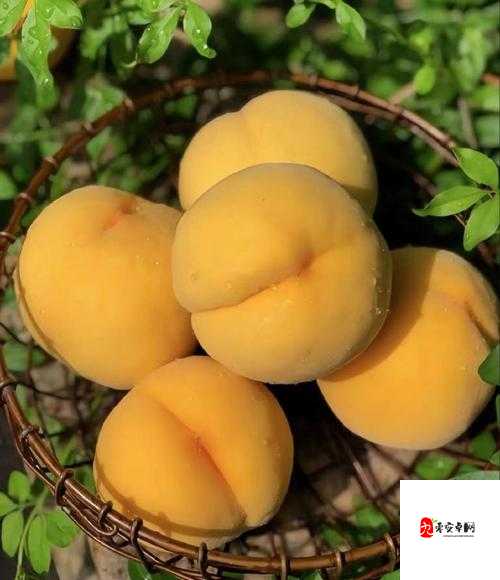 9612 黄桃亚洲品质蘑菇：令人惊艳的优质食材之选