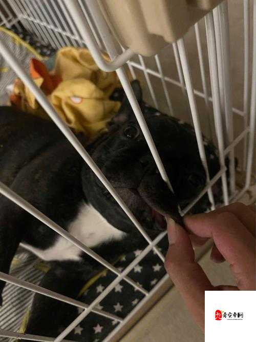 狗狗卡在我里面多久能拉出来这真是个令人困扰的问题