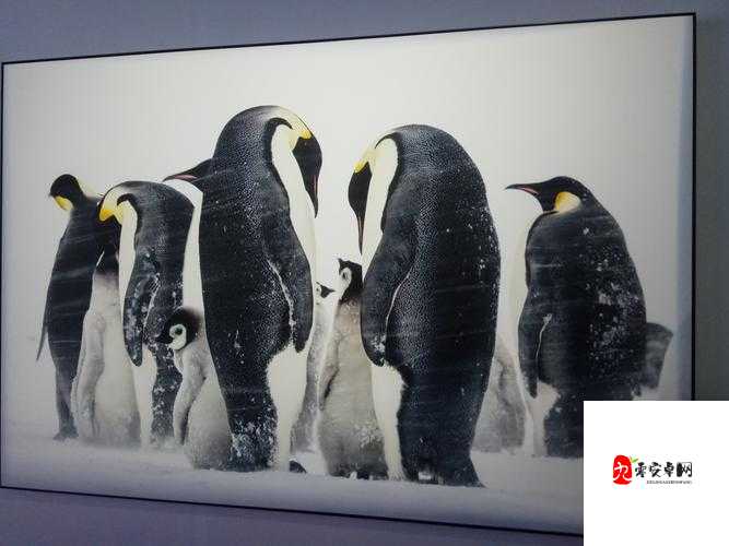 08 年电脑照片全套下载包：呈现精彩影像世界