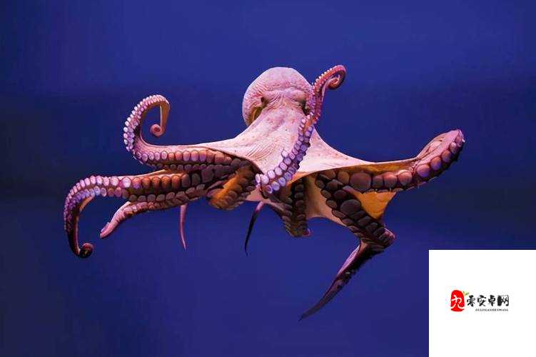 小鸡宝宝考考你，揭秘章鱼蓝色血液的奥秘