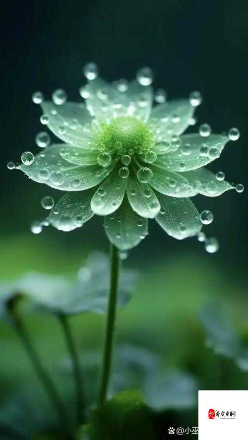 花与剑中的荷叶秘境，探寻那抹清新绿意