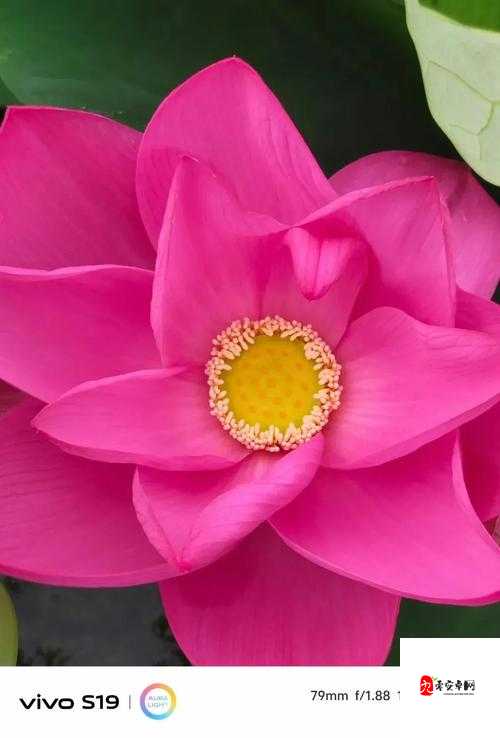 花与剑荷花怎么获得，资源管理、高效利用与避免浪费