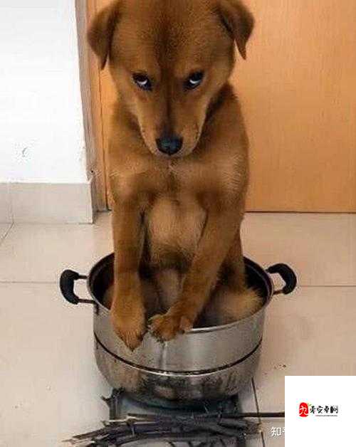 狗狗犯错后认错的可爱模样：主人错了别打我了