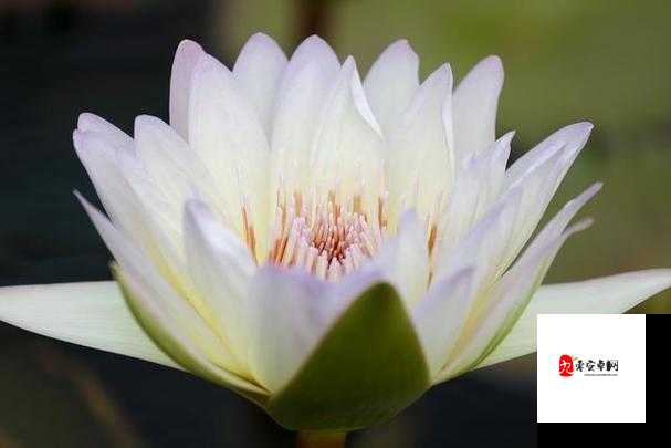 女人的哪个部位称莲花：对其蕴含意义的深入探究与思考