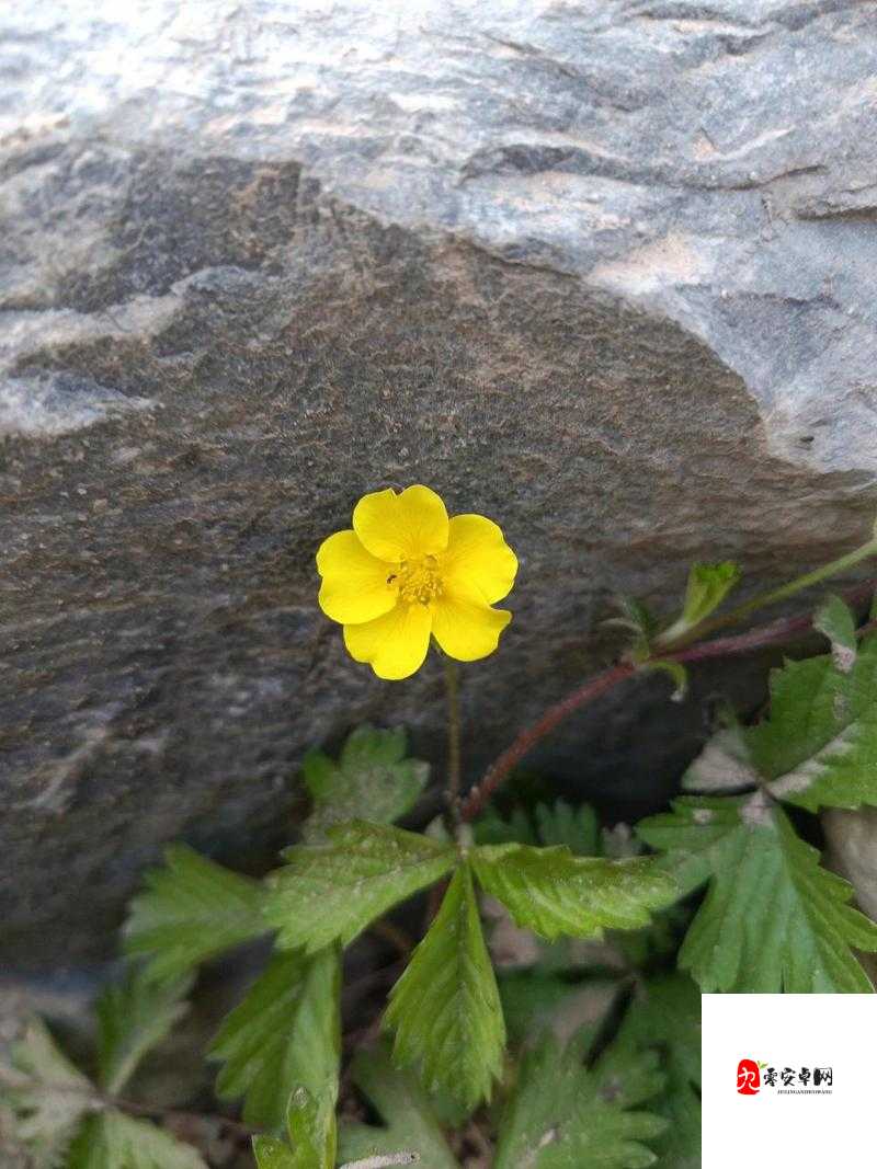 岩石里的花会开，一首歌的启示与资源管理智慧