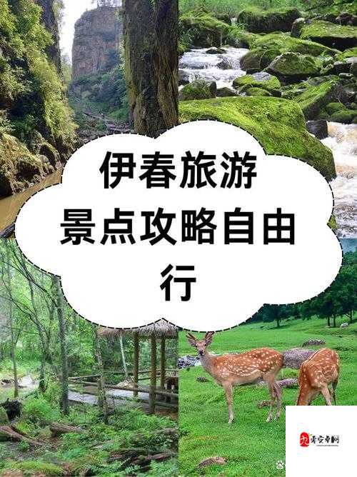 伊春园 2025 入口直达大象：带你领略独特的奇妙之旅