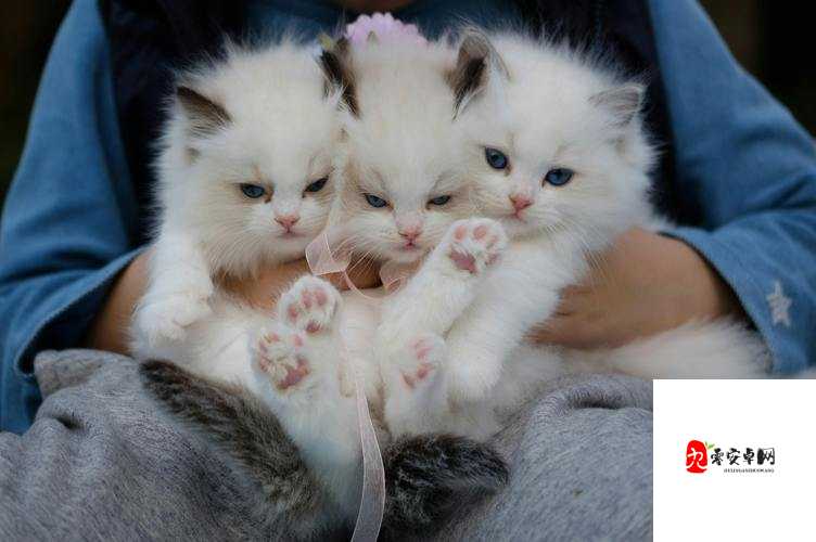 就喜欢听你叫 1V1 烤鱼猫：这真是个特别的称呼啊