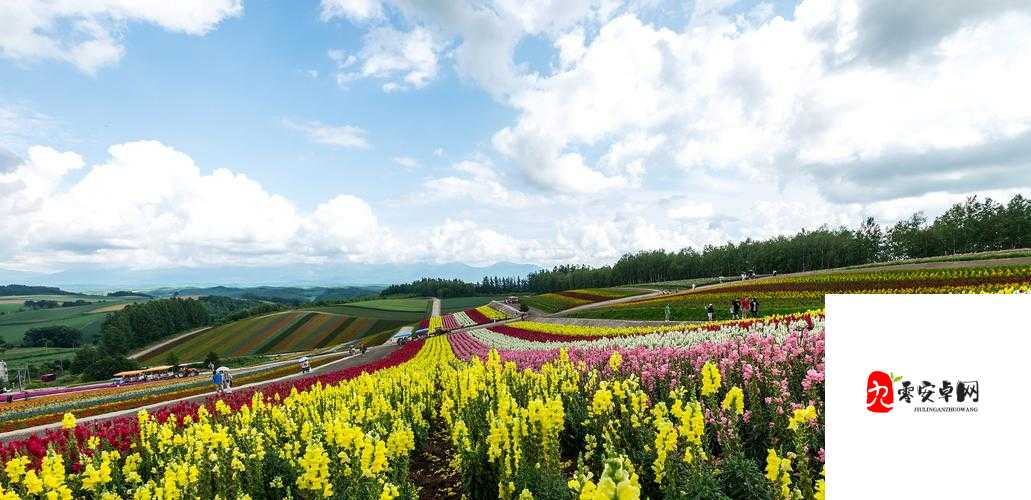 野花日本免费高清完整版 3：独特魅力尽情领略