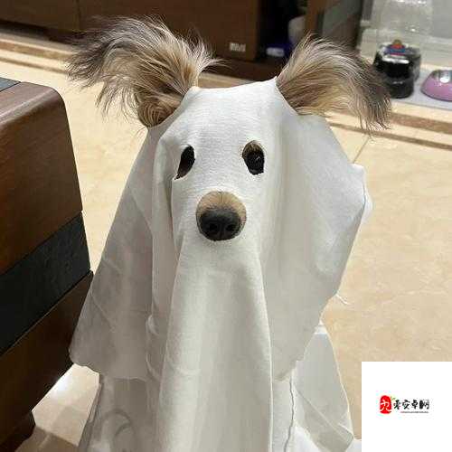 谢谢你光顾我的小怪物是什么歌——从资源管理到游戏应用的全面解析