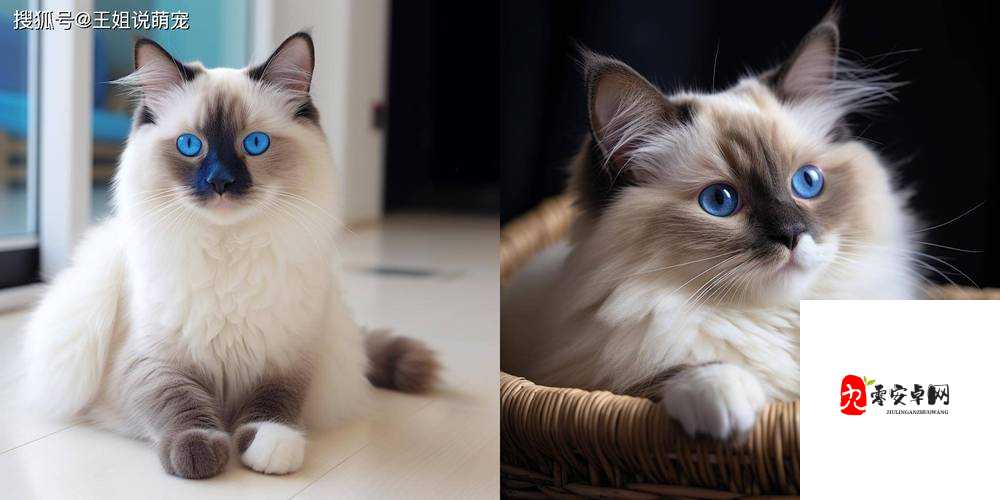 揭秘邪恶布偶的终极技能，资源管理与战斗策略的深度剖析