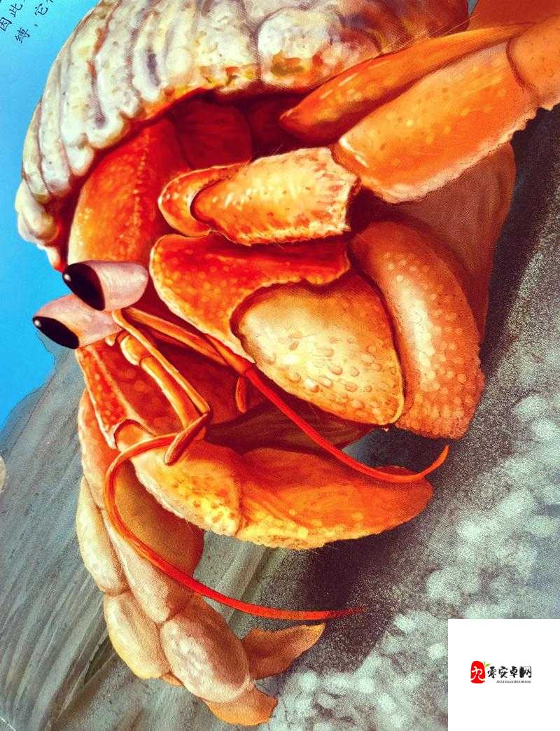 伊洛纳寄居蟹探秘，解锁它们的神秘栖息地