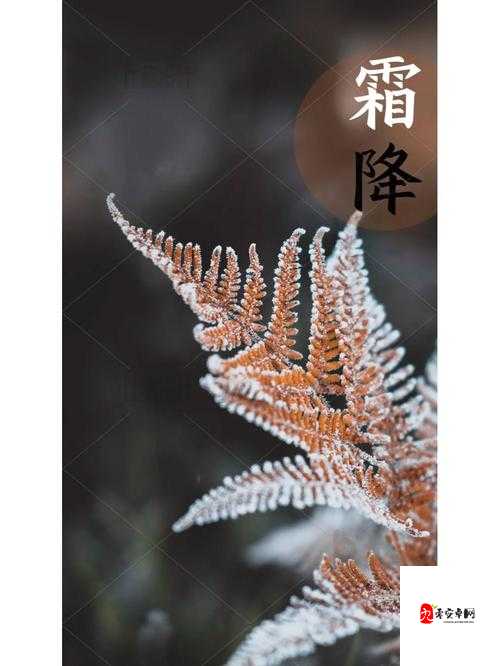 秋日情长，我愿等你至霜降——解读我可以等你一个秋天的浪漫图景