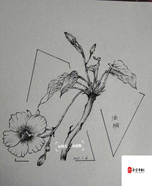 花与剑，油桐树种子的获取与管理艺术