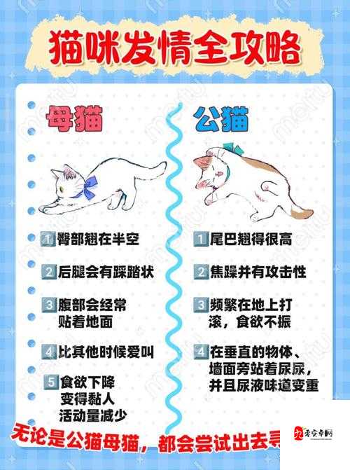 伊洛纳银猫捕捉指南，揭秘银猫出没的神秘地点