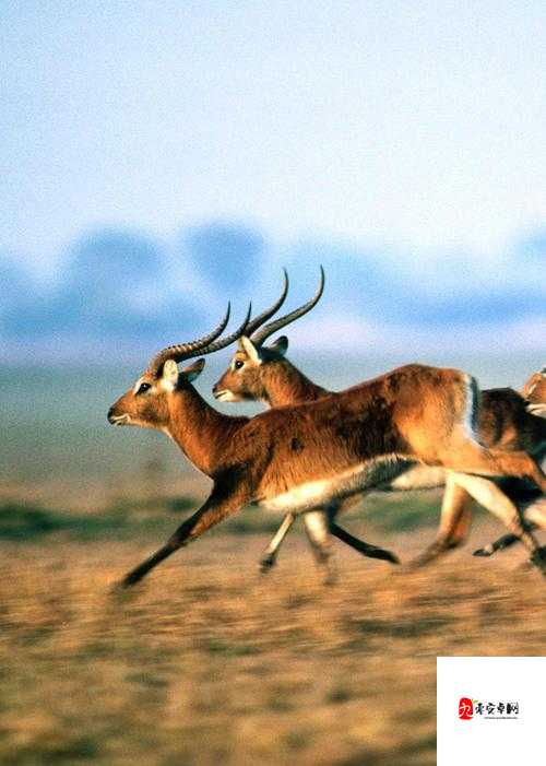 兽皇 bestialitysex 高清视频：探索未知的狂野世界