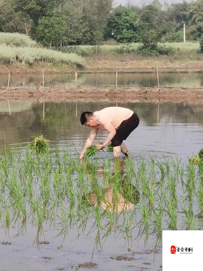 夫妻插秧 38 种方法图片大全之详细解读与插秧技巧介绍