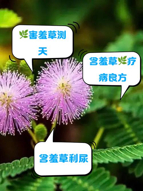 含羞草的羞涩之态：探索性爱的奥秘