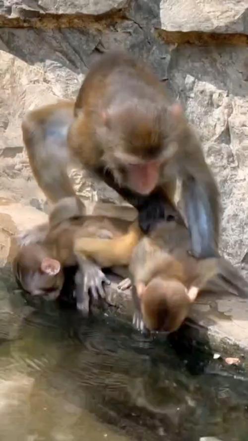 二人生猴子全程不盖被子黄：禁忌之爱