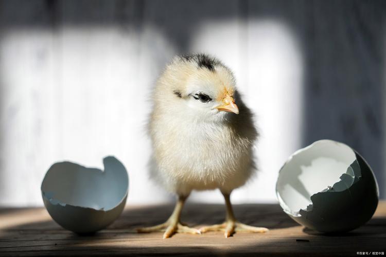小鸡宝宝考考你，揭秘农历八月十五的传统节日