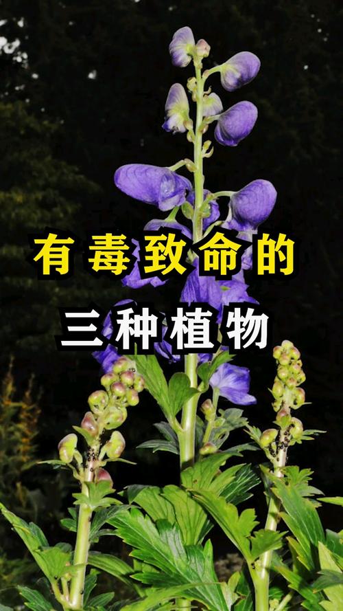 有毒的草开迷人的花图片，资源管理、高效利用与价值最大化