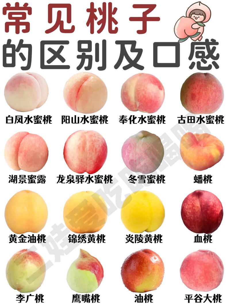 北京 18 号桃：个大味甜汁多口感佳的优良品种特点详述