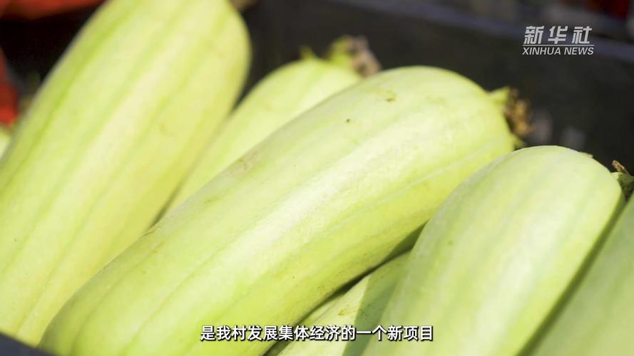 国产丝瓜视频在线：精彩内容不断，让你畅享视觉盛宴