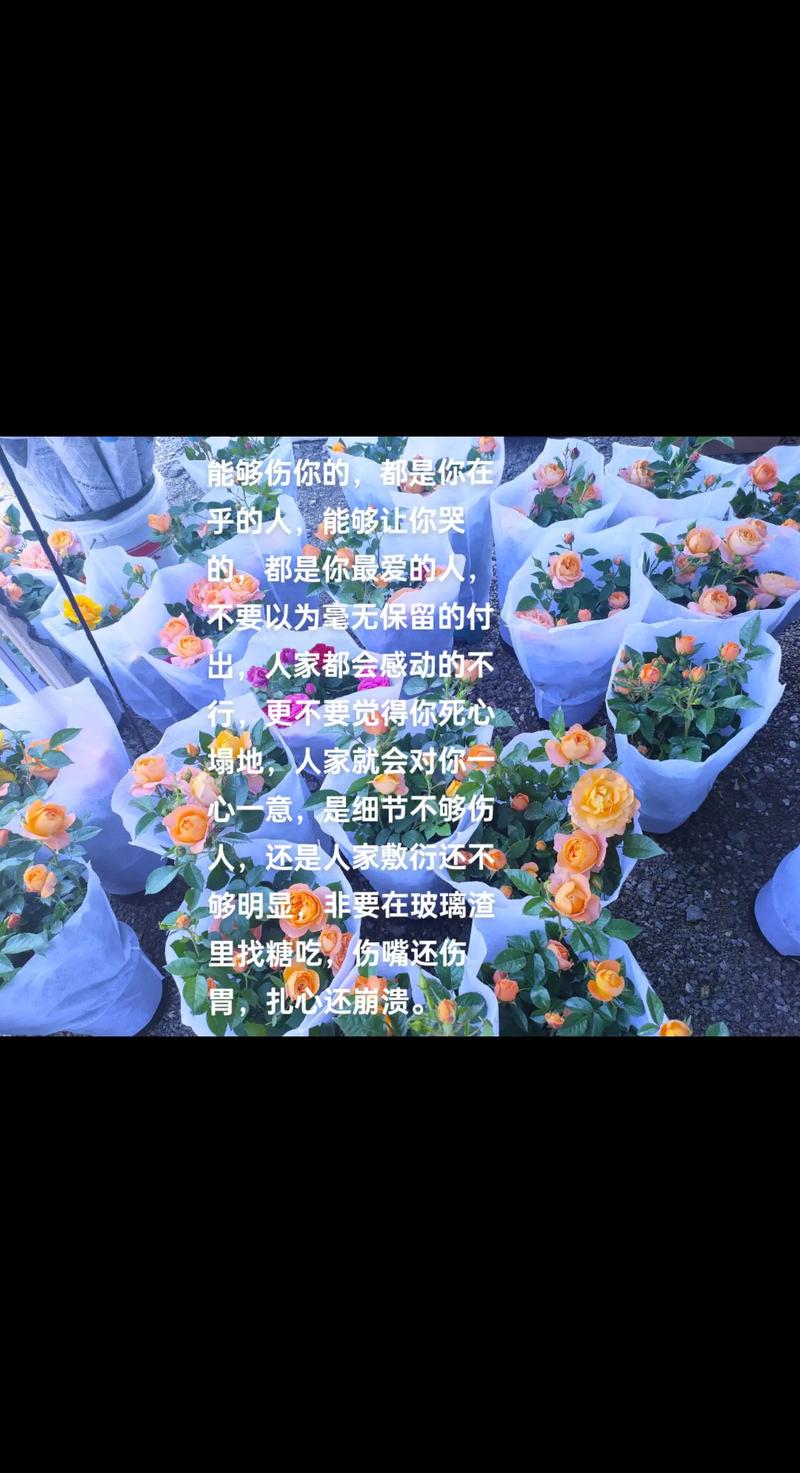 抖音热门歌曲还是爱你还是忘不了你的深度解析与管理技巧