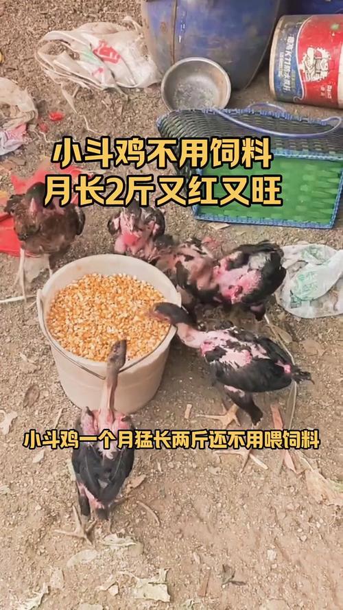 小鸡宝宝助力公益，哪个项目能为孩子提供免费午餐？