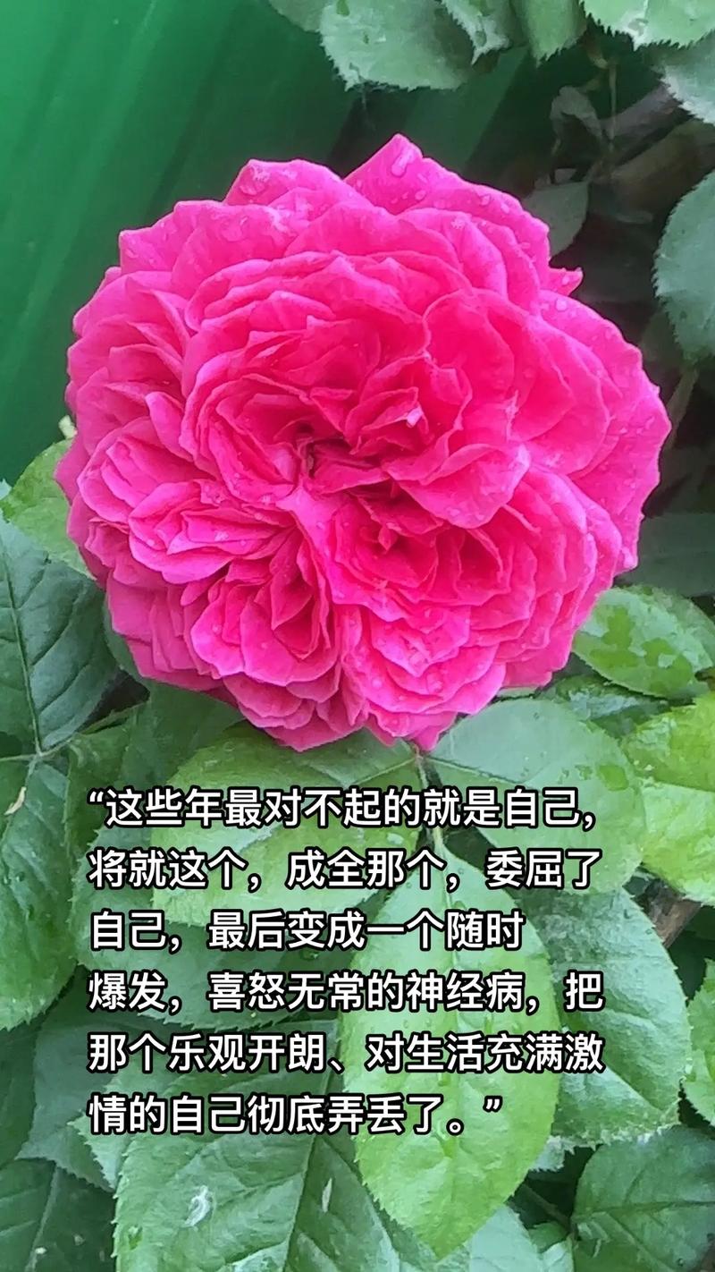 愿所有温柔的人都被善待，壁纸传递温情力量