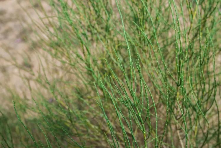 爱心捐赠平台上一亿棵梭梭树项目的绿色启航