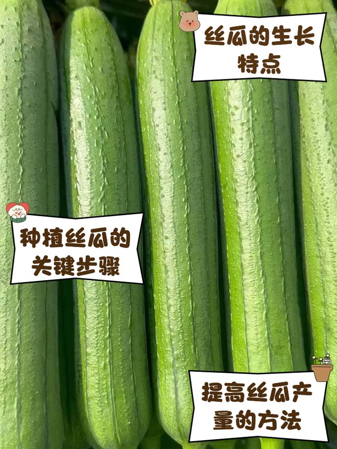草莓丝瓜的完美搭配：如何在家轻松种植与享受这两种美味果蔬的独特魅力