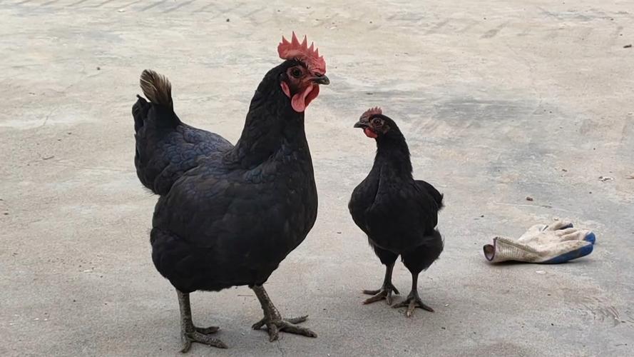 小鸡宝宝考考你，揭秘三过家门而不入的历史典故