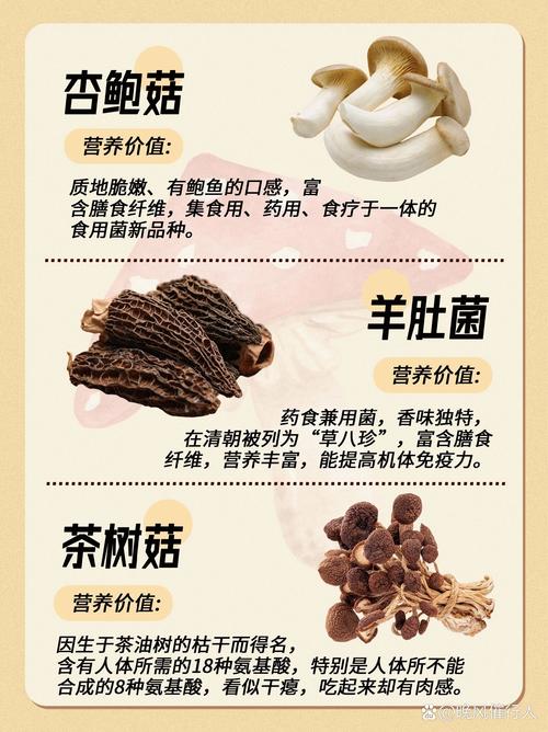 狠狠狠狠狠狠久久99精品蘑菇的独特魅力与食用方法全解析，让你体验不一样的味蕾盛宴
