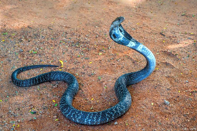 人与禽性7777777：探讨人类与动物关系的深层含义与互动模式