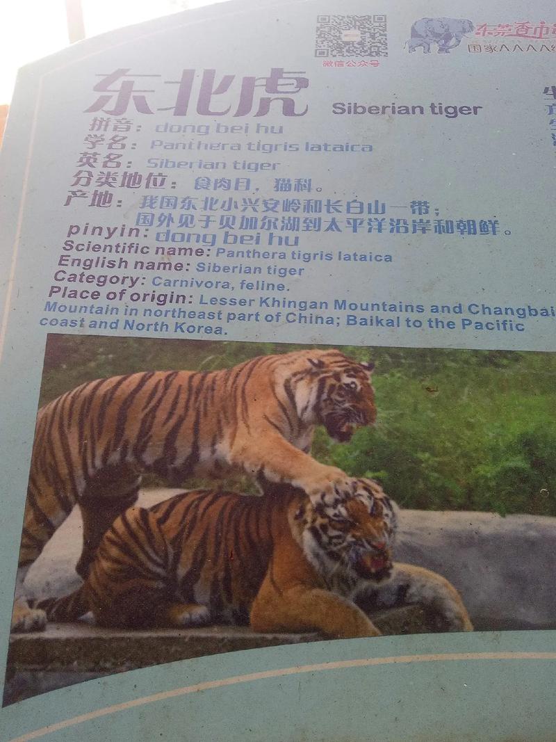 探索美血白虎的独特魅力：了解这一珍稀物种的生态习性及其保护现状