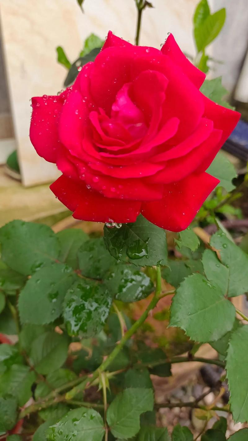 抖音热门旋律揭秘，那朵在干枯沙漠中绽放的花