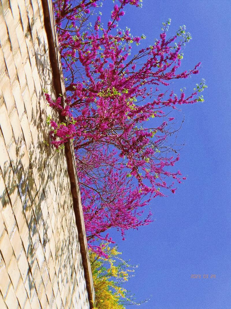 抖音热门旋律揭秘，山花蕉叶暮色丛染丝巾背后的声声慢